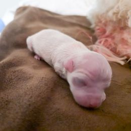 Candy - White female Maltese puppy in Belleville, Michigan from Michigan Maltese Puppies