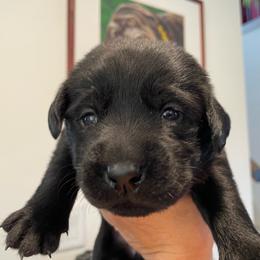 Bea - Black male Labrador Retriever puppy in Arlington, Iowa from Uncle Bucks Labrador Retrievers