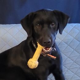 Roxy - Labrador Retriever