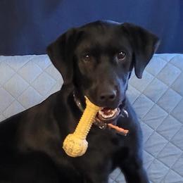 Roxy - Labrador Retriever