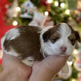 Atlas - Red sable male Havanese puppy in Wappapello, Missouri from Titanium Havanese LLC