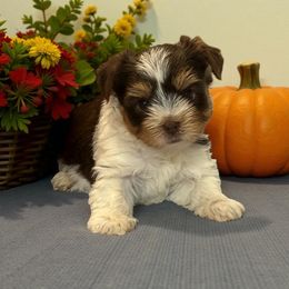 Mason - Chocolate tan and white male Biewer Terrier puppy in Oklahoma from Rocky Oak Cavaliers & Biewer Terriers LLC