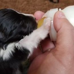 Bulldog and Shetland Sheepdog Puppies from Smooch-A-Bulls English Bulldogs & M&M Shelties