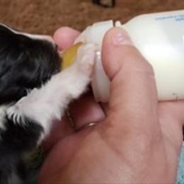Bulldog and Shetland Sheepdog Puppies from Smooch-A-Bulls English Bulldogs & M&M Shelties