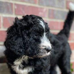 Aussiedoodles, Bernedoodles, and Poodles from Chris Krosschell's Bernedoodles