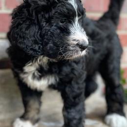 Aussiedoodles, Bernedoodles, and Poodles from Chris Krosschell's Bernedoodles