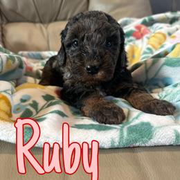 Ruby - Merle female Bernedoodle puppy in Sherman, Illinois from Shirl Doodle Life