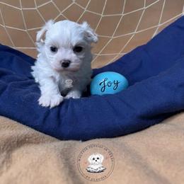 Puppy 1 (Joy) - White male Maltese puppy in Haslet In Dfw, Texas from Maltese Puppies in Texas