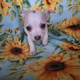 EMMA - Fawn and white female Chihuahua puppy in Branford, Florida from Mbjs Doxies and chihuahuas