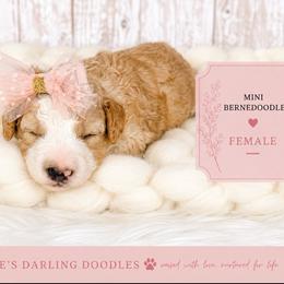 Girl 1 - Red female Bernedoodle puppy in Otisville, Michigan from Danie’s Darling Doodles LLC