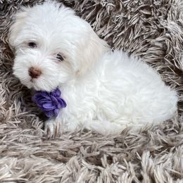 Maltipoo Puppies from A Batch of Cookie’s