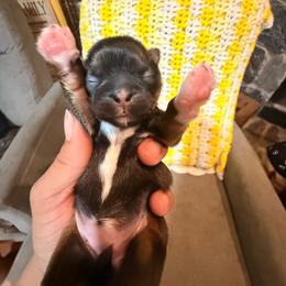 Keeping back - Gold female Shih Tzu puppy in Suwanee County, Florida from Everlasting Shih Tzu