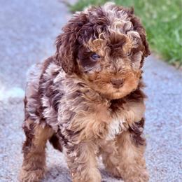 Twix - Chocolate merle female Bernedoodle puppy in Saint Francis, Kansas from Land of Oz Doodles