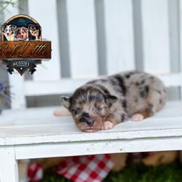 King - Blue merle male Miniature American Shepherd puppy in Granbury, Texas from Best Little Aussies