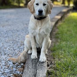 Golden Retriever and Labrador Retriever Puppies from Dream Pup