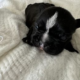 French Bulldog All Grown Up from Pipsters