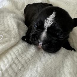 French Bulldog All Grown Up from Pipsters