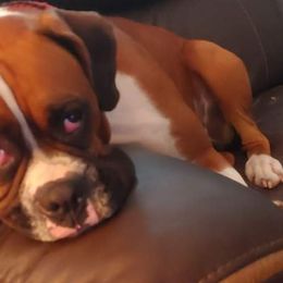 Rosie - Boxer