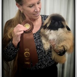 Pekingese Puppies from Tao Pekingese