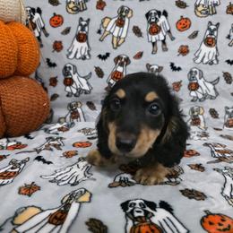 Black and Cream - Black and cream male Dachshund puppy in West Plains, Missouri from Spring Creek Dachshunds