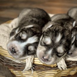 Siberian Husky Puppies from Fly Siberian