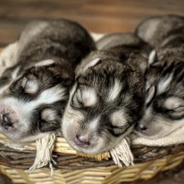 Siberian Husky Puppies from Fly Siberian