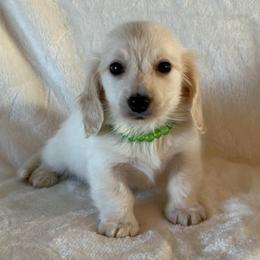 Beckett - Cream male Dachshund puppy in Lincoln, Arkansas from Red Dirt Dachshunds