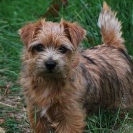 Norfolk Terriers from Bliss Creek Norfolks