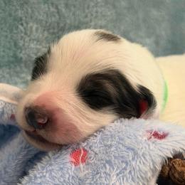 Green collar male - White and badger male Great Pyrenees puppy in Fair Grove, Missouri from Allen Wags & Woolies