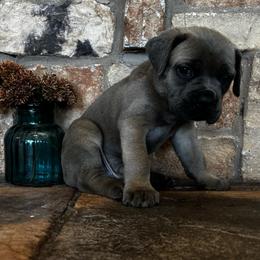 Black collar - Gray and fawn male Cane Corso puppy in Tucson, Arizona from Cane Corso Friends