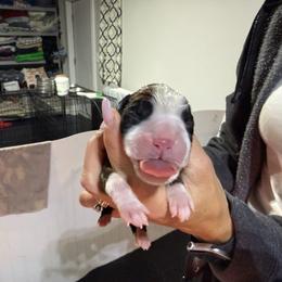 Red - Fawn female Boxer puppy in Jamesville, New York from Reynolds Homestead Boxers