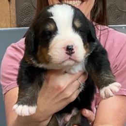 Blue Collar Male - Black rust and white male Bernese Mountain Dog puppy in Bristol, Tennessee from Holston Hollow Farm