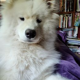Borzoi and Samoyed Puppies from Kalabria
