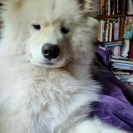 Borzoi and Samoyed Puppies from Kalabria