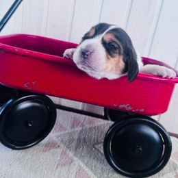 Oliver - Black brown and white male Basset Hound puppy in Conway, Missouri from Ozark Mountain Kennel