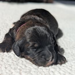 Hot Pink - Tri-color female Bernedoodle puppy in Connecticut from Valley View Doodles