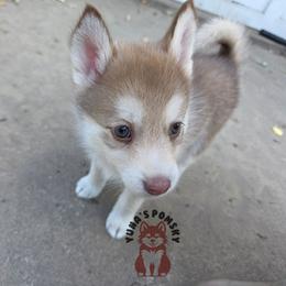 Cammy - Red and white female Pomsky puppy in Blaine, Minnesota from Yuna's Pomsky