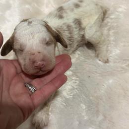 Girl 3 - Parti female Goldendoodle puppy in Spring Hill, Florida from Ohana Doodles x Frenchies