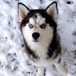 Siberian Huskies from Nokb Pups