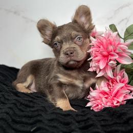 Boy 2 - Liver male French Bulldog puppy in Alexandria, Virginia from Boss Lady Kennel