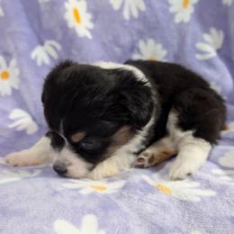 Tampa - Black and tan female Pembroke Welsh Corgi puppy in Bridge City, Texas from Disco Corgis