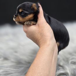 Boy 2 - Black and tan male Yorkshire Terrier puppy in Craig, Colorado from Yampa Valley Yorkies