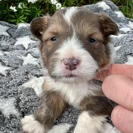 Red Collar Boy Garnett - White and red male Pembroke Welsh Corgi puppy in Paris, Kentucky from Flat Run Corgis