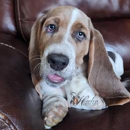 Bumble - Blue tan and white male Basset Hound puppy in Surprise, Arizona from Howlin Hounds
