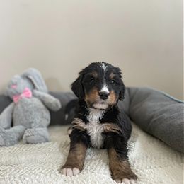 Mr Purple - Bernedoodle puppy in Seattle, Washington from Mochi Bernedoodles
