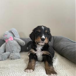 Mr Purple - Bernedoodle puppy in Seattle, Washington from Mochi Bernedoodles