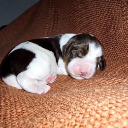 Boy 1 - English Springer Spaniel puppy in Wayland, New York from Hatfield Nation Springer Spaniel