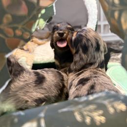 Dachshund Puppies from Birkin’ Paws