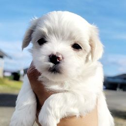 Maltese from Mes Chéris Maltese