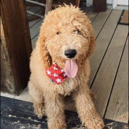 Goldendoodles from Bluff Creek Poodles & Doodles
